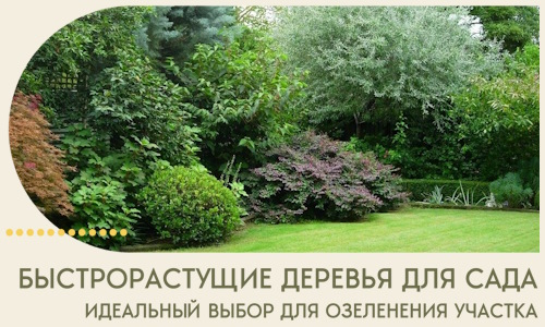 Быстрорастущие деревья для сада идеальный выбор в Минеральных Воде